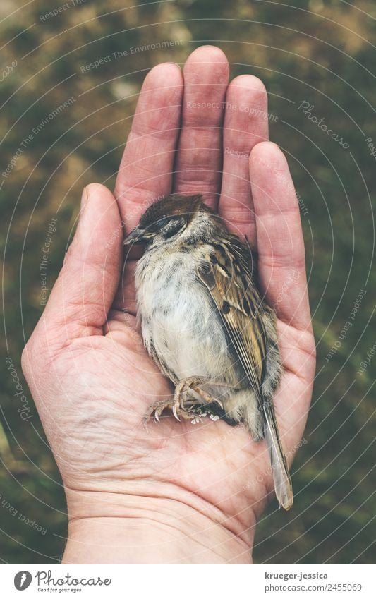 Armer Spatz Natur Totes Tier Vogel 1 Traurigkeit klein trösten Trauer Tod Farbfoto Außenaufnahme Tag