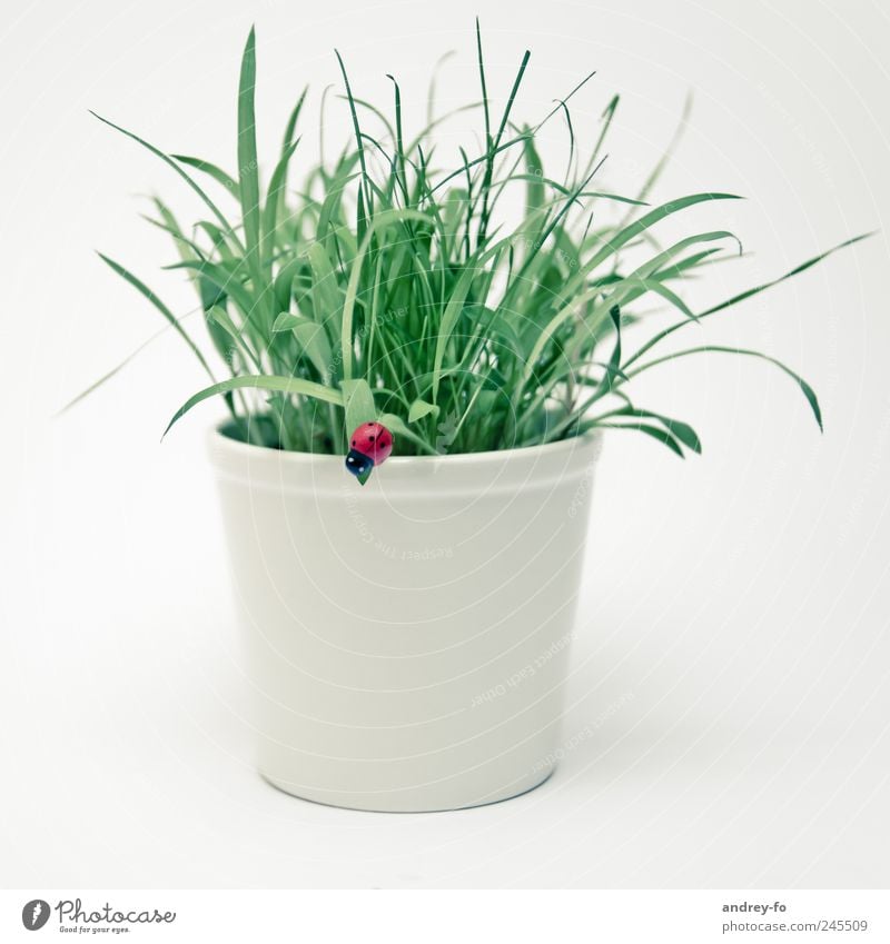 Blumentopf mit Marienkäfer Pflanze Gras Grünpflanze Topfpflanze einfach schön grün weiß Design Glück grasgrün Käfer künstlich Glücksbringer hell 1