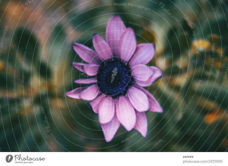 Nahaufnahme der lilafarbenen Blüte von Osteospermum ecklonis in der Natur mit Blatthintergrund Sommer Garten Tapete Umwelt Pflanze Blume Sträucher Grünpflanze