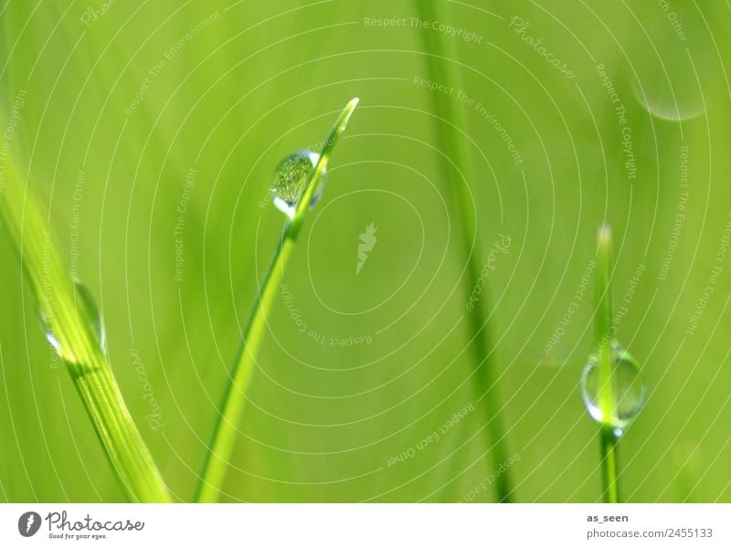 Dreiklang Lifestyle Wellness Leben harmonisch Kur Spa Umwelt Natur Pflanze Wasser Wassertropfen Frühling Sommer Regen berühren glänzend hängen Wachstum