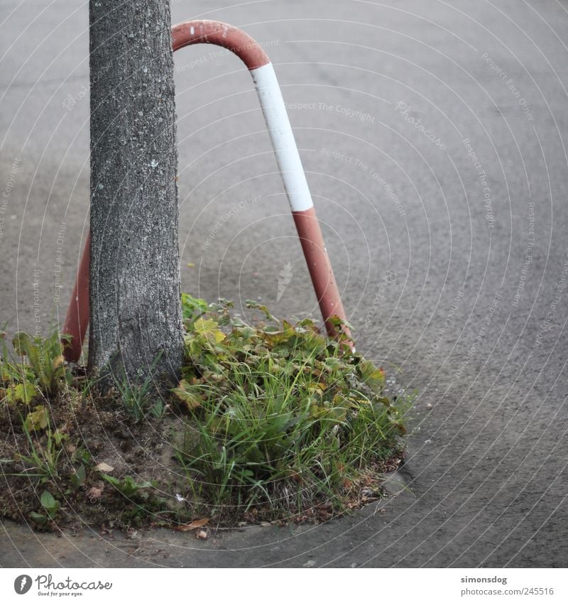 naturschutz Natur Pflanze Baum Gras Blatt Wildpflanze Verkehr Straße Wege & Pfade Erholung Wachstum dreckig trist Idee einzigartig Kontrolle Kraft Problemlösung