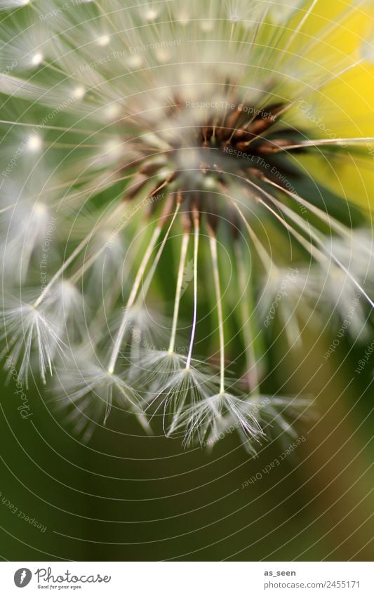 Löwenzahn Leben harmonisch Spa Garten Umwelt Natur Pflanze Frühling Sommer Blume Wildpflanze Samen Unkraut Blühend ästhetisch authentisch natürlich gelb grün