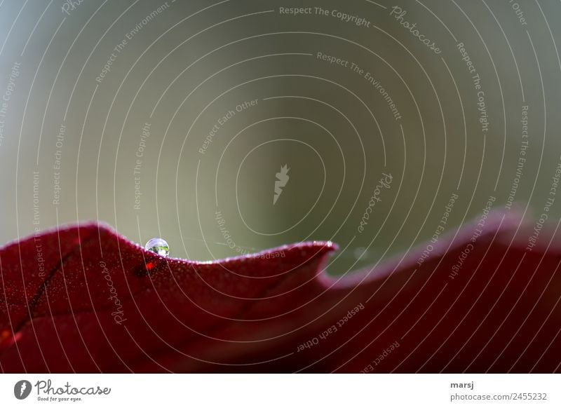 minimalistisches Tröpfchenbild Natur Wassertropfen Pflanze Blatt Spinnennetz Tropfen kugelrund außergewöhnlich dunkel elegant klein natürlich rot Kraft Mut