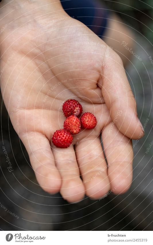 Klein - aber lecker Frucht Bioprodukte Kind Hand Sommer festhalten frisch Gesundheit Wald-Erdbeere pflücken reif Ernte Süßwaren Außenaufnahme Nahaufnahme