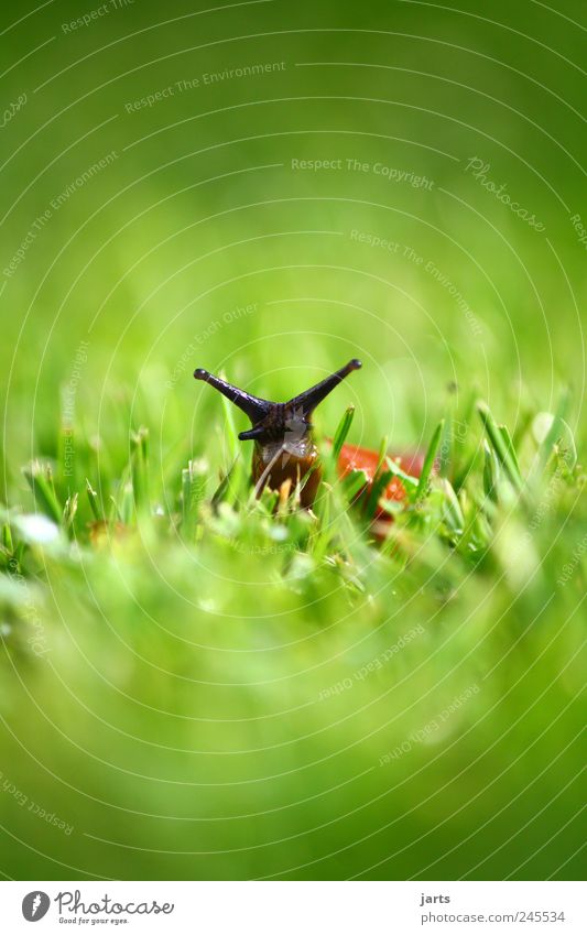 ich bin nackt... Pflanze Gras Wiese Wildtier Schnecke Blick Natur Farbfoto Außenaufnahme Nahaufnahme Menschenleer Textfreiraum oben Textfreiraum unten Tag Licht