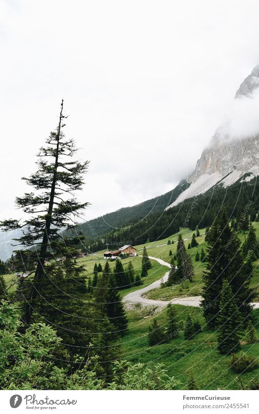 Meadow, trees, the alps and an alp Natur Alm Berge u. Gebirge Nadelbaum Wiese Rasen Wege & Pfade Hütte Berghütte Alpen wandern Außenaufnahme Wolken Farbfoto