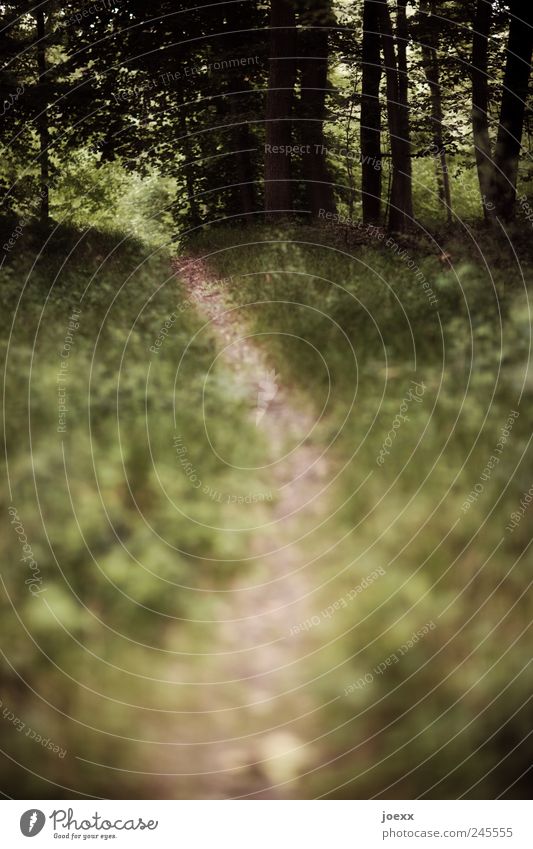 Dein eigener Weg Natur Sommer Wald Wege & Pfade ruhig Farbfoto Gedeckte Farben Außenaufnahme Menschenleer Tag Schwache Tiefenschärfe