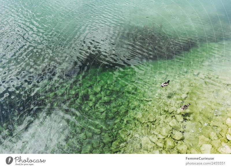 Clear and turquoise water of a mountain lake Natur Ente Gebirgssee See Klarheit türkis Wellengang leicht Stein Farbfoto Außenaufnahme Textfreiraum links