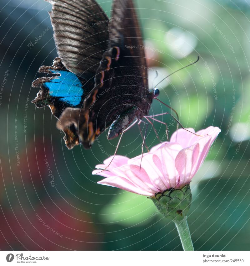 Blüte nummer 50 Umwelt Natur Pflanze Tier Frühling Sommer Blume Wildpflanze exotisch Garten Park Wildtier Schmetterling Insekt 1 beobachten berühren natürlich