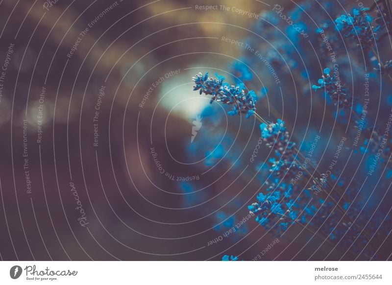 Lavendel BLAU Kräuter & Gewürze Natur Sommer Schönes Wetter Pflanze Blume Sträucher Blüte Wildpflanze Park Unschärfe Kontrast Farbenspiel Lichtblick Blühend