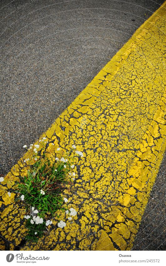 urbanes Grün Straße Teer Asphalt grau schwarz gelb Fahrbahnmarkierung Linie Streifen diagonal verfallen verwittert Pflanze Blume Unkraut Blüte widersetzen Kraft