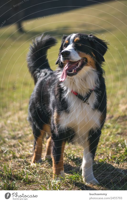 Hunderasse Berner Sennenhund langhaarig Tier Haustier 1 Blick stehen braun gold schwarz weiß Zufriedenheit Lebensfreude Rassehund Zunge groß Natur Außenaufnahme