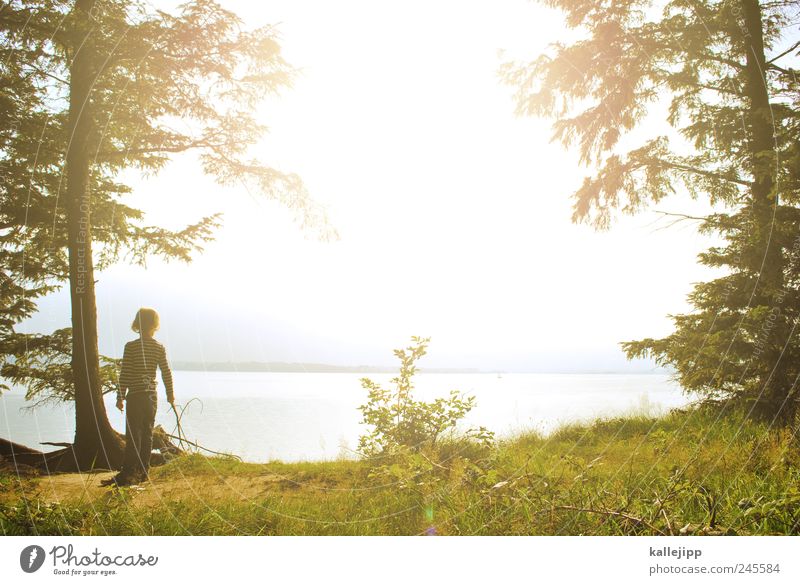 meilenweit Mensch Junge Kindheit 1 8-13 Jahre Umwelt Natur Landschaft Wasser Himmel Wolkenloser Himmel Sommer Schönes Wetter Baum Küste Bucht Fjord wandern