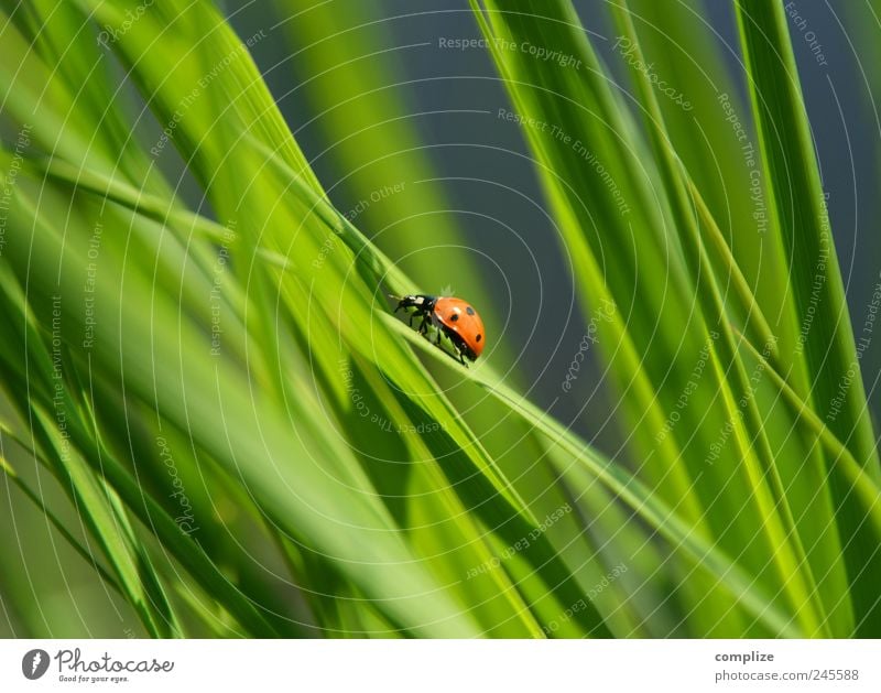 Freitag der 13te Erholung Sommer Frühling Pflanze Gras Sträucher Grünpflanze Nutzpflanze Garten Park Wiese Käfer Tier krabbeln Glück grün Natur Umweltschutz