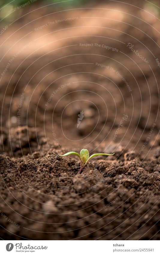 Neues Werk Gemüse Kaffee Geld Leben Garten Gartenarbeit Kapitalwirtschaft Business Umwelt Natur Pflanze Erde Frühling Baum Blatt Wachstum frisch klein natürlich