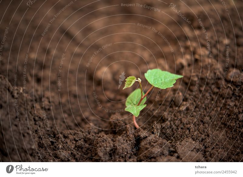 Neues Leben Gemüse Kaffee Geld Garten Gartenarbeit Kapitalwirtschaft Business Umwelt Natur Pflanze Erde Frühling Baum Blatt Wachstum frisch klein natürlich neu