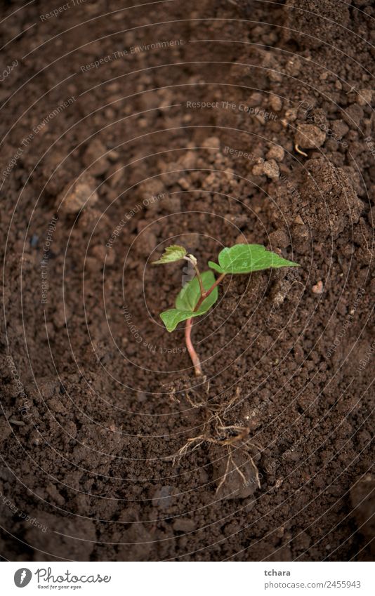 Neues Werk Gemüse Kaffee Geld Leben Garten Gartenarbeit Kapitalwirtschaft Business Umwelt Natur Pflanze Erde Frühling Baum Blatt Wachstum frisch klein natürlich