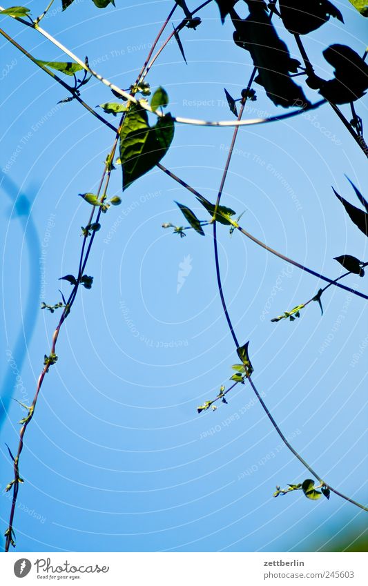 Ranken Blatt Blume Blüte Garten Schrebergarten Kleingartenkolonie Pflanze Wachstum wallroth ausläufer Herz herzförmig Himmel