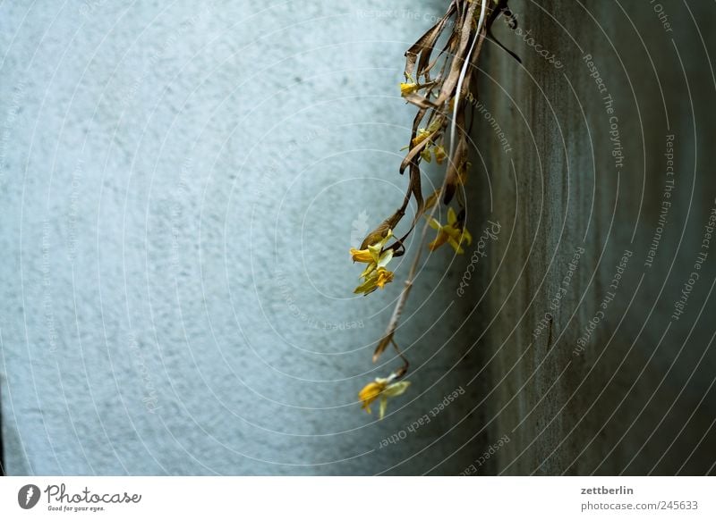 Blumen Blühend Blüte Frühling Garten Schrebergarten Natur Pflanze wallroth Wand Mauer Putz rau Ecke Zimmerecke Nische getrocknet vertrocknet verdorrt verblüht