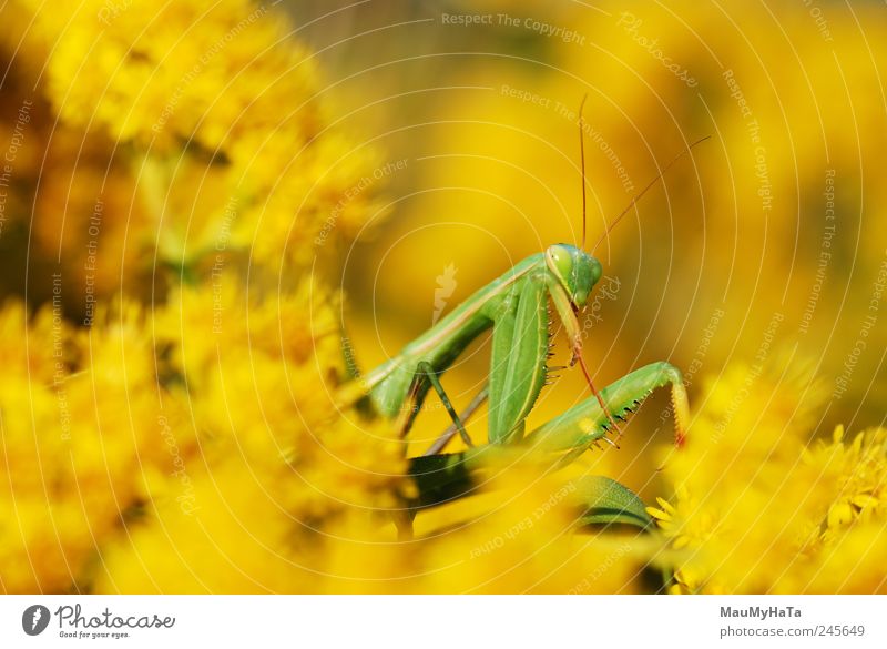 Gottesanbeterin Natur Pflanze Tier Sommer Blume Gras Blatt Blüte Garten Park Bewegung Blick Spielen Aggression authentisch heiß gelb gold grün Farbfoto