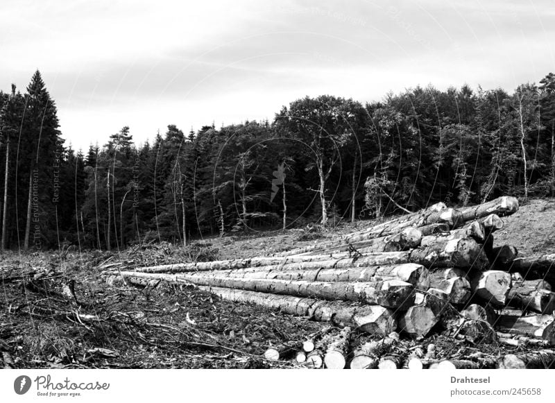 Alles hat ein Ende Landwirtschaft Forstwirtschaft Förster Säge Axt Umwelt Natur Sommer Klimawandel Baum Wald Abholzung Traurigkeit Trauer Schmerz