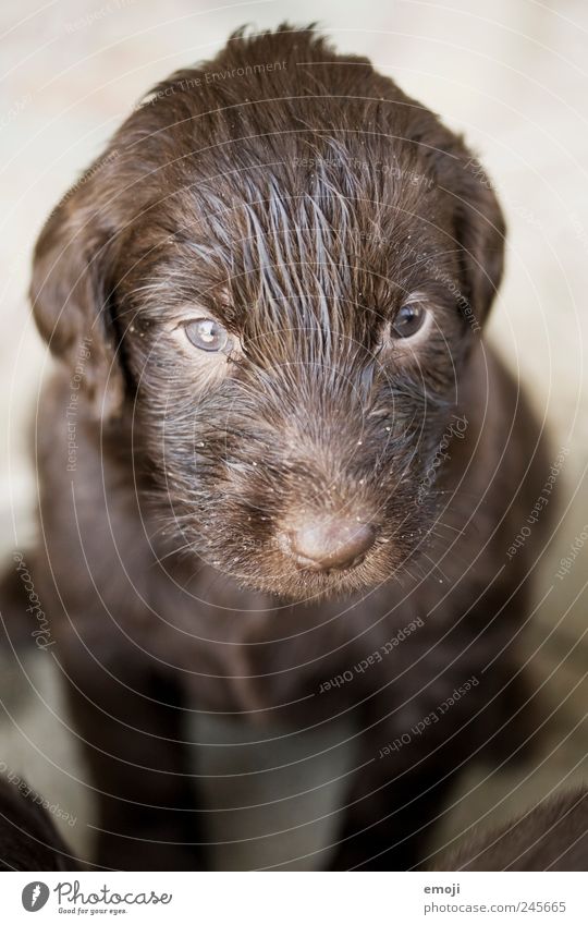 keine Katze Haustier Hund 1 Tier Tierjunges klein braun Welpe Schnauze niedlich warten gespannt Wachsamkeit Hundeblick Flat Coated Retriever retrevier Rassehund