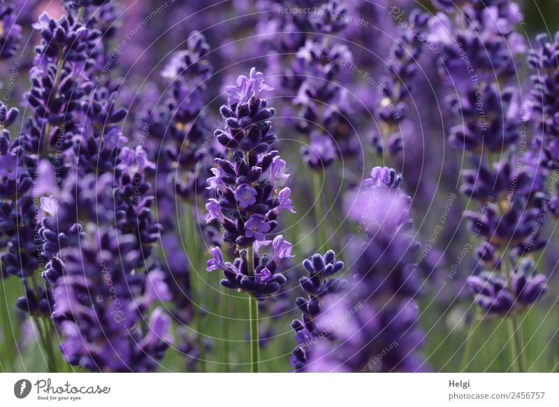 zeitlos | Lavendelduft Umwelt Natur Pflanze Sommer Schönes Wetter Blüte Park Blühend Duft Wachstum schön natürlich grün violett ästhetisch Lavendelblüte