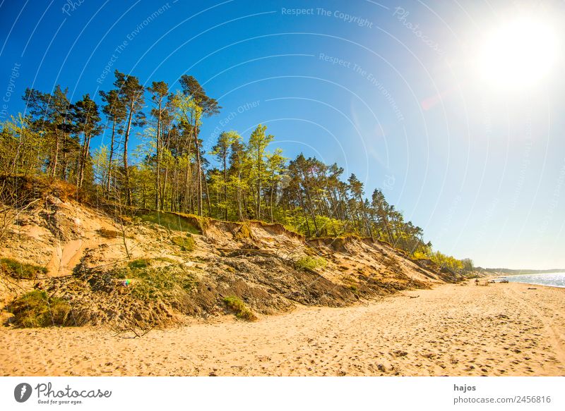 Strand an der polnischen Ostseeküste Ferien & Urlaub & Reisen Natur Sand Baum Riff Tourismus Dünen Bäume Gegenlicht Sonne Som hell Sandstrand leer Einsamkeit