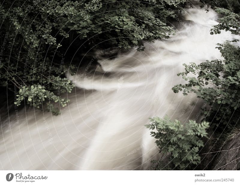 Schön festhalten Umwelt Natur Landschaft Pflanze Wasser Klima Schönes Wetter Baum Blatt Laubwald Wald Flussufer Bach bedrohlich kalt natürlich Kraft Bewegung