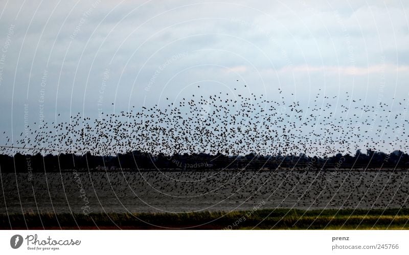 Stare - Darss Tier Himmel Vogel Schwarm fliegen blau schwarz viele Vorpommersche Boddenlandschaft Darß Ahrenshoop Landschaft Wasser fliegend Farbfoto