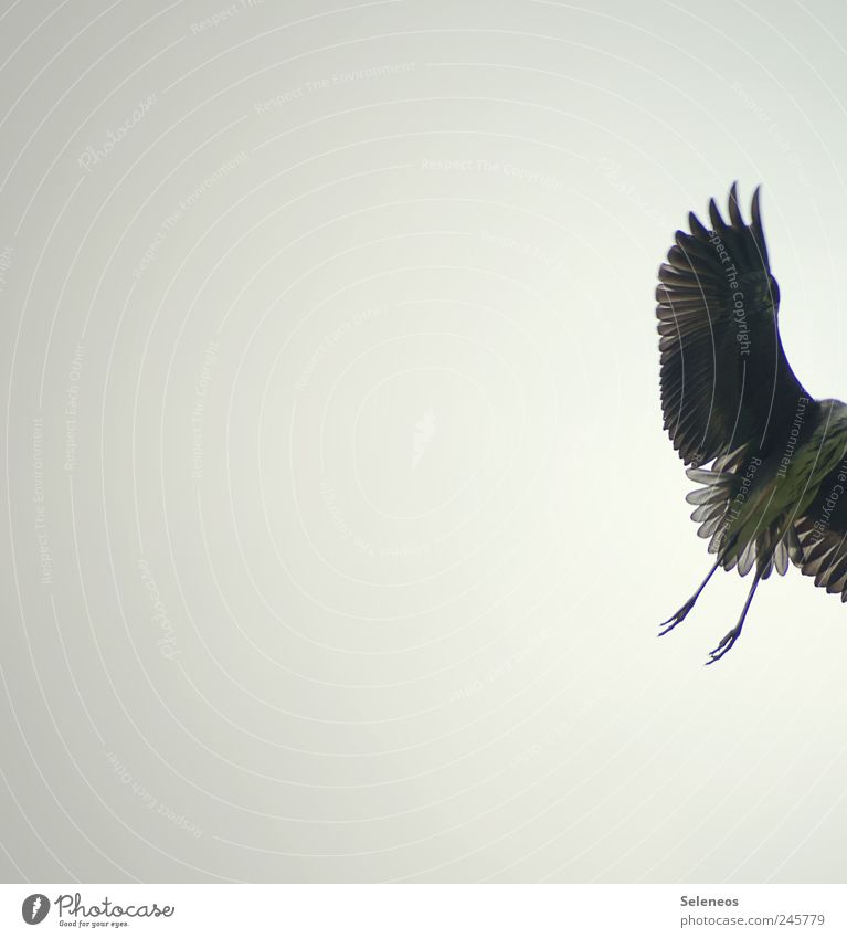 fast weg Ausflug Umwelt Natur Himmel Wolkenloser Himmel Wetter Tier Wildtier Vogel Flügel Reiher 1 fliegen Geschwindigkeit Feder Farbfoto Gedeckte Farben