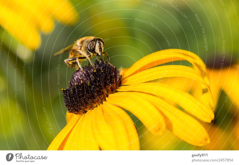 Zum Abflug bereit.... Ausflug Expedition Sommer Sonne Umwelt Natur Sonnenlicht Frühling Blume Blüte Garten Park Wiese Tier Nutztier Wildtier Biene Tiergesicht