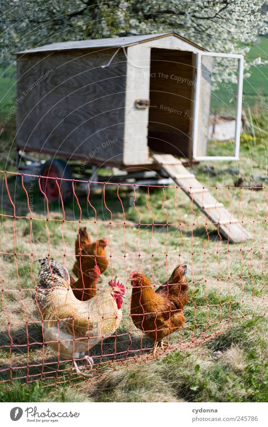 Der Hahn und seine Hühner Wohlgefühl Umwelt Natur Frühling Wiese Hütte Nutztier Vogel Tiergruppe Bewegung Gelassenheit Glück Idylle einzigartig Leben nachhaltig