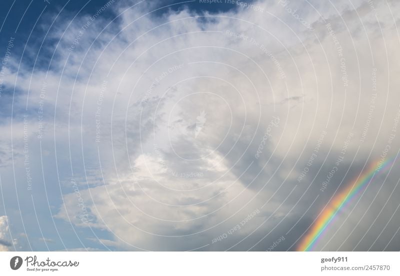 Nach dem Unwetter Umwelt Natur Himmel Wolken Gewitterwolken Sonnenlicht Wetter schlechtes Wetter Regen glänzend leuchten elegant Farbe Farbfoto mehrfarbig