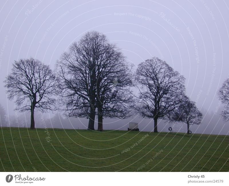 Bäume im Herbst Baum Nebel Einsamkeit Wiese Himmel