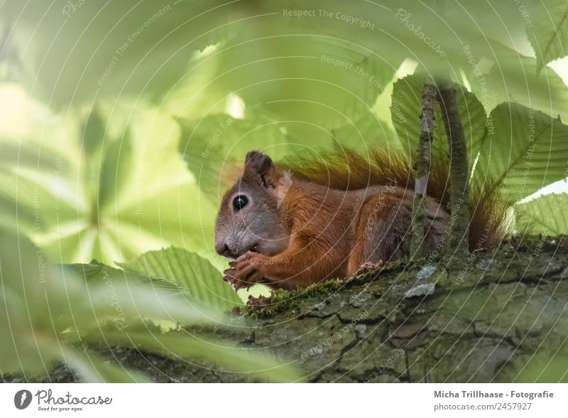 Fressendes Eichhörnchen im sonnigen Baum Ernährung Essen Natur Tier Sonne Sonnenlicht Schönes Wetter Blatt Wald Wildtier Tiergesicht Fell Krallen Pfote Schwanz