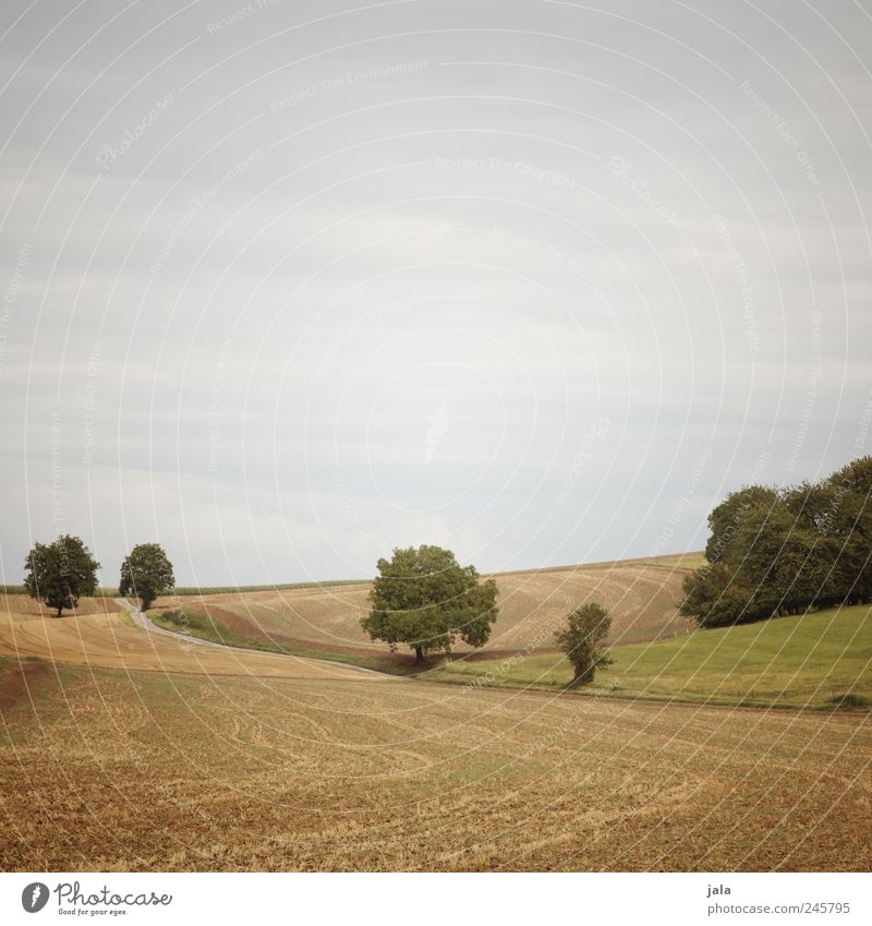 felder Umwelt Natur Landschaft Himmel Wolkenloser Himmel Sommer Pflanze Gras Grünpflanze Nutzpflanze Wildpflanze Feld blau gelb grün Farbfoto Außenaufnahme