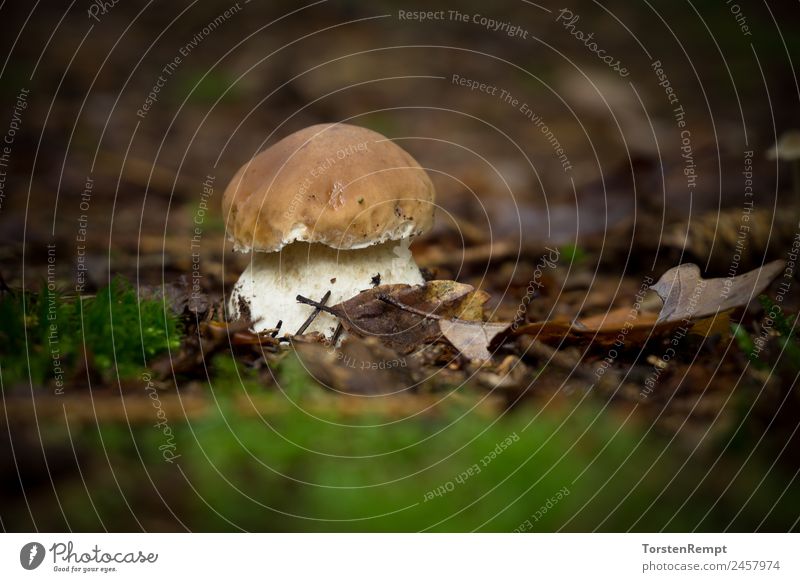 Steinpilz Lebensmittel Vegane Ernährung Vegetarische Ernährung Natur Wald natürlich braun grün weiß Boletus reticulatus Steinpilze Dickröhrling edulis essbar