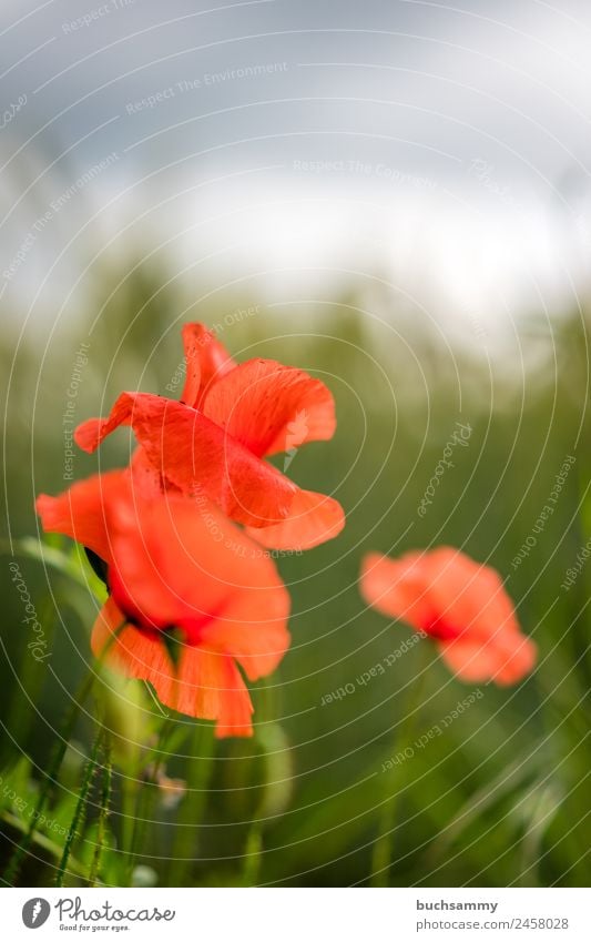 Mohnblumen im Feld Natur Pflanze Frühling Schönes Wetter Blüte Grünpflanze Wildpflanze Blühend Duft schön grün rot Stimmung Lebensfreude Frühlingsgefühle