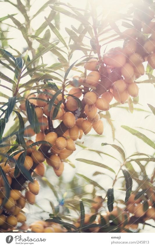 Sommerlicht Natur Pflanze Schönes Wetter Baum Grünpflanze Wildpflanze natürlich Frucht Sanddorn Farbfoto Außenaufnahme Nahaufnahme Detailaufnahme Makroaufnahme