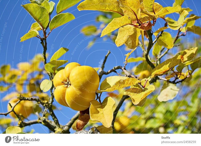 gelbe Quitte Quittenfrucht Frucht Quittenzweig Quittenblätter Quittenbaum Cydonia Baumfrucht Nutzpflanze Kernobst Obst Oktober Herbstwetter Oktoberlicht