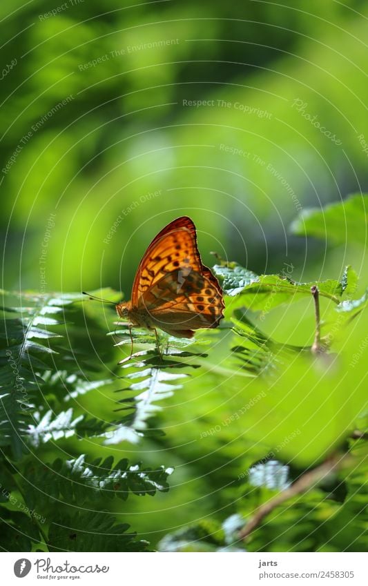 kaisermantel II Pflanze Sommer Herbst Schönes Wetter Farn Wald Wildtier Schmetterling 1 Tier sitzen elegant glänzend hell schön natürlich grün orange Natur