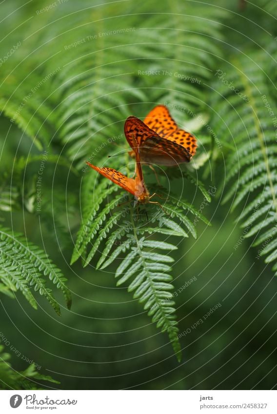 farn mit zwei kaisermantel Pflanze Tier Sommer Schönes Wetter Farn Wald Wildtier Schmetterling 2 Tierpaar Liebe exotisch schön natürlich grün orange Sympathie