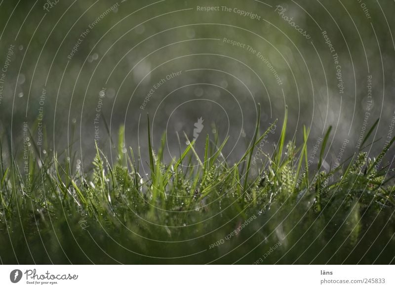 sommer 2011 Wassertropfen Regen Gras nass grün Halm unbeständig Farbfoto Außenaufnahme Menschenleer Tag Licht Schatten Kontrast Lichterscheinung Sonnenlicht