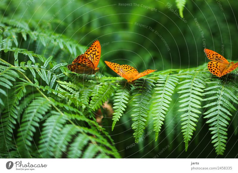 drei Pflanze Tier Sommer Schönes Wetter Farn Wald Wildtier Schmetterling 3 schön natürlich grün orange Natur Kaisermantel Farbfoto Außenaufnahme Nahaufnahme