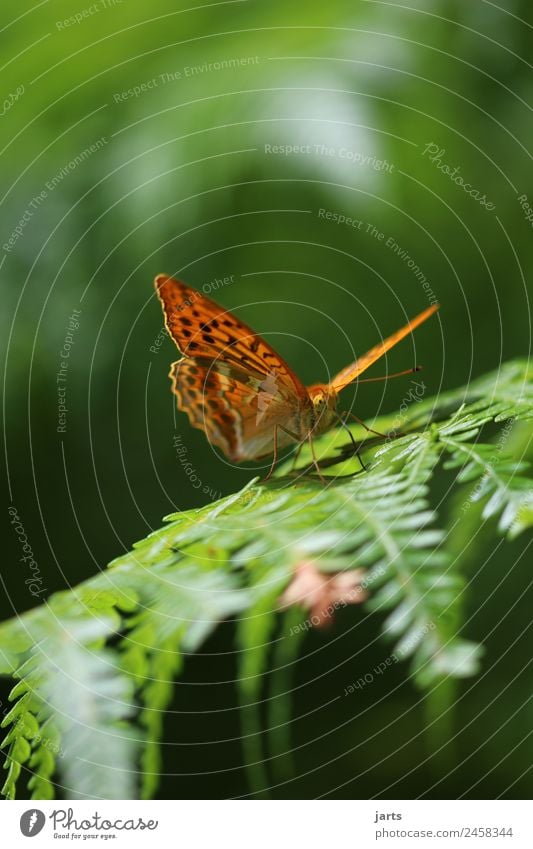 schmetterling Frühling Sommer Schönes Wetter Pflanze Farn Wald Wildtier Schmetterling 1 Tier sitzen ästhetisch elegant frei schön natürlich grün orange Natur