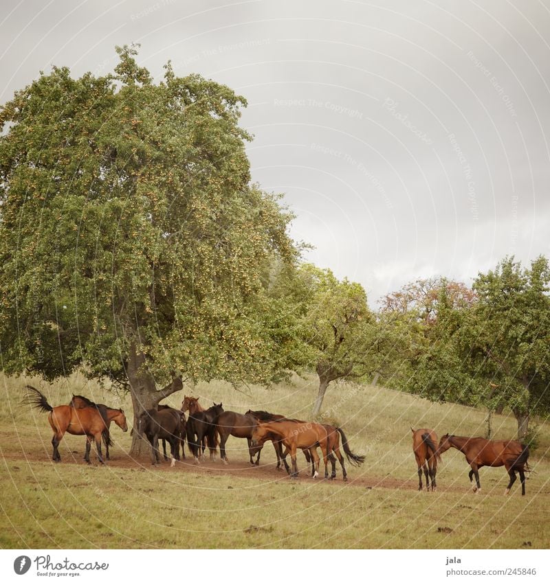 pferde Umwelt Natur Landschaft Pflanze Tier Himmel Baum Gras Sträucher Grünpflanze Wildpflanze Wiese Nutztier Pferd Tiergruppe Herde ästhetisch natürlich schön