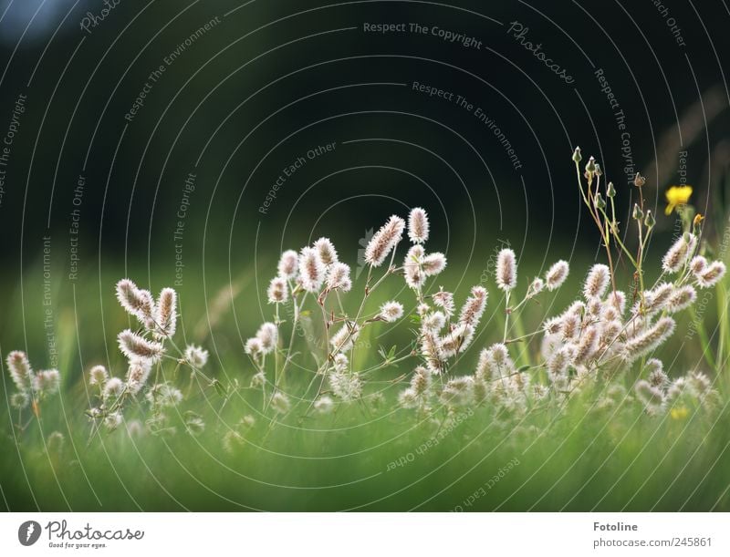 Geburtstagsblümchen Umwelt Natur Landschaft Pflanze Gras Wildpflanze Garten Wiese hell natürlich Blumenwiese Sommer Farbfoto mehrfarbig Außenaufnahme