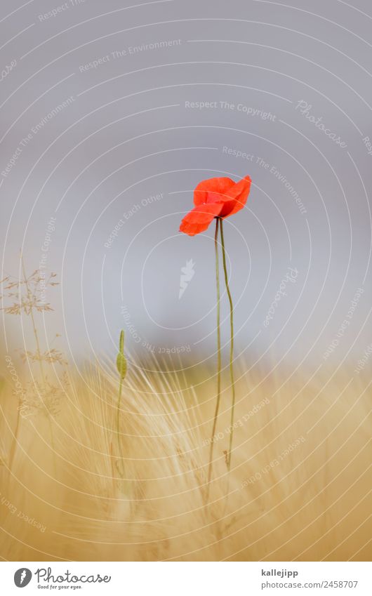 so´n sommer Umwelt Natur Landschaft Pflanze Tier Himmel Horizont Sommer Klima Wetter Schönes Wetter Wärme Gras Blatt Blüte Nutzpflanze Feld gelb gold rot Mohn