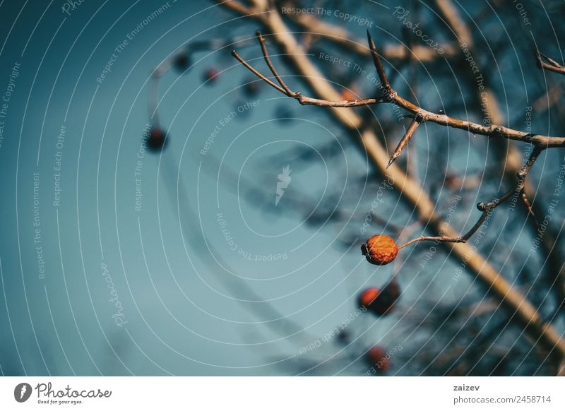 Nahaufnahme von kleinen, runden und roten Rosen-Hundefrüchten im Winter Frucht Kräuter & Gewürze schön Medikament Sommer Garten Umwelt Natur Pflanze Herbst Baum